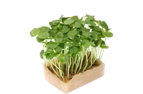 Shiso green cress single
